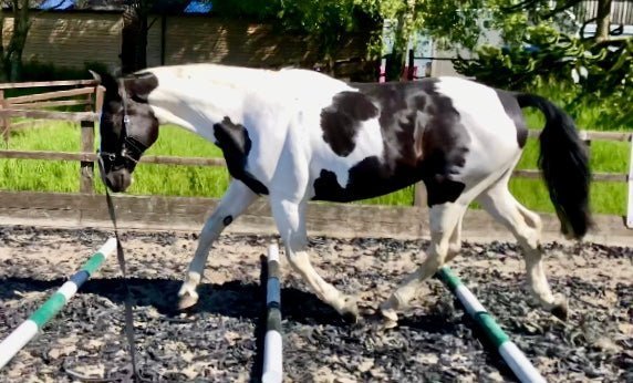 Wednesdays with Jen (Episode 2) Is your Horse Left or Right Handed? - Horzehoods